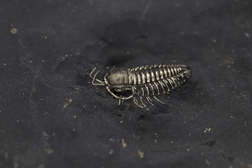 Trilobit - Tierfossil - Triarthrus #4.3