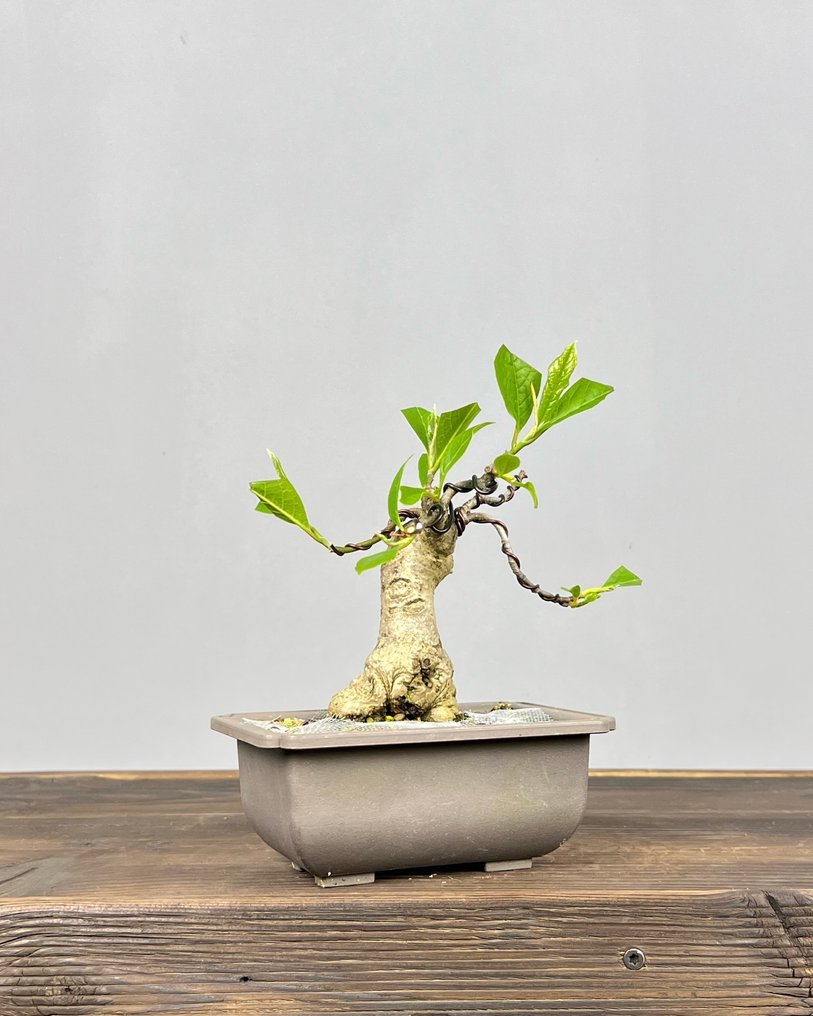 Magnolia stellata bonsai - Altura (árbol): 18 cm - Profundidad (árbol): 13 cm - Japón #2.1