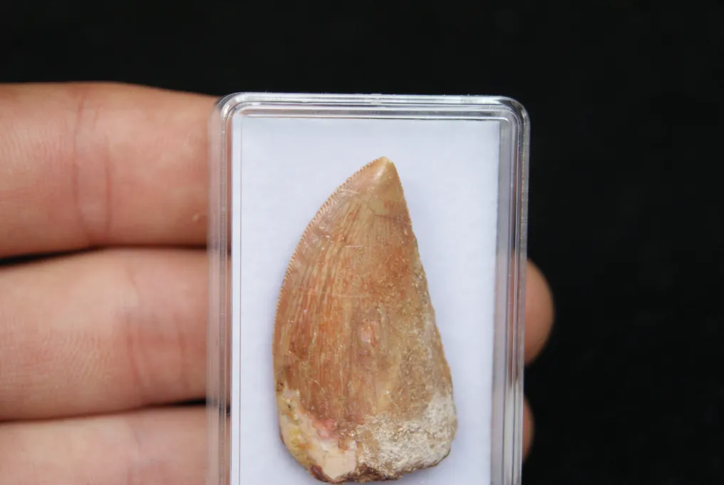 Dinosaur - Fossil tooth - Carcharodontosaurus saharicus #3.2