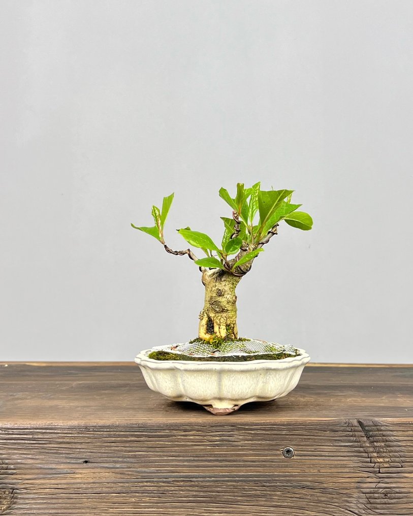 Magnolia stellata bonsai - Altura (árbol): 17 cm - Profundidad (árbol): 13 cm - Japón #4.3