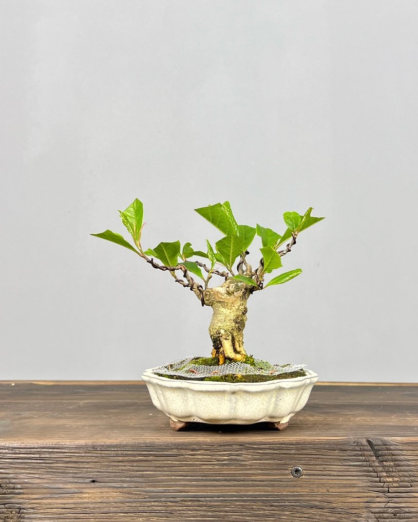 Magnolia stellata bonsai - Altura (árbol): 17 cm - Profundidad (árbol): 13 cm - Japón #2.1