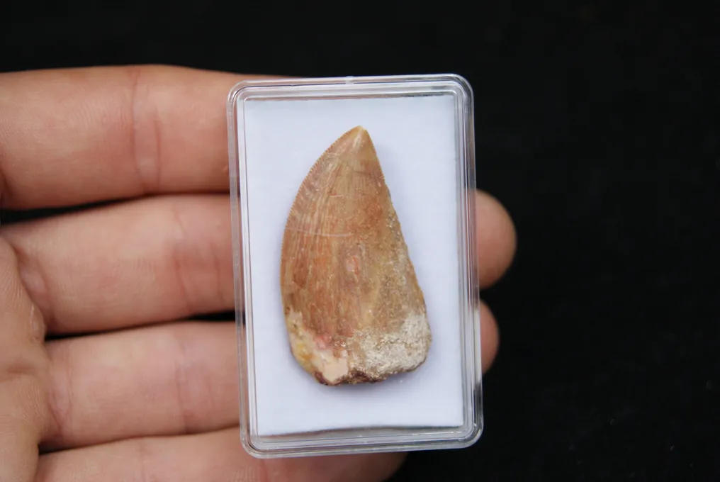 Dinosaur - Fossil tooth - Carcharodontosaurus saharicus #2.1