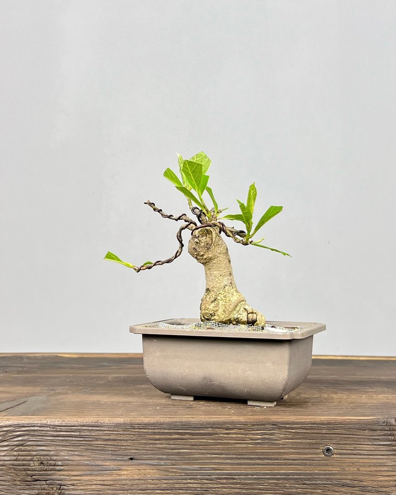 Magnolia stellata bonsai - Altura (árbol): 18 cm - Profundidad (árbol): 13 cm - Japón #4.3