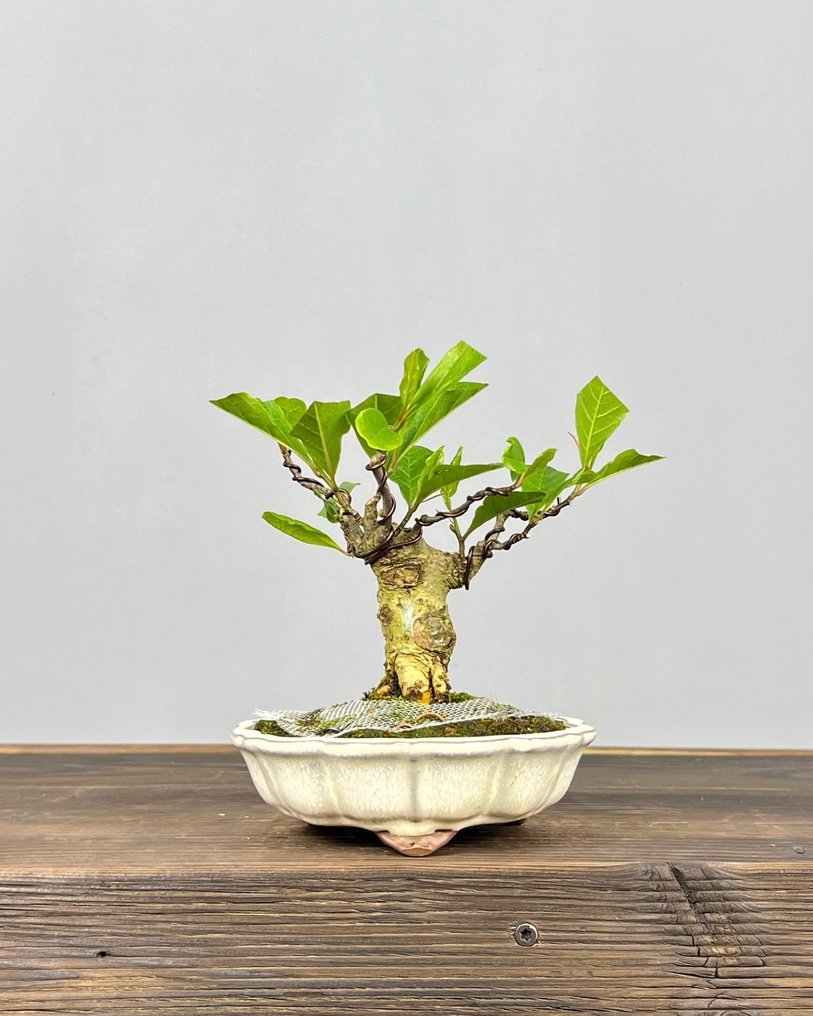Magnolia stellata bonsai - Altura (árbol): 17 cm - Profundidad (árbol): 13 cm - Japón #3.2