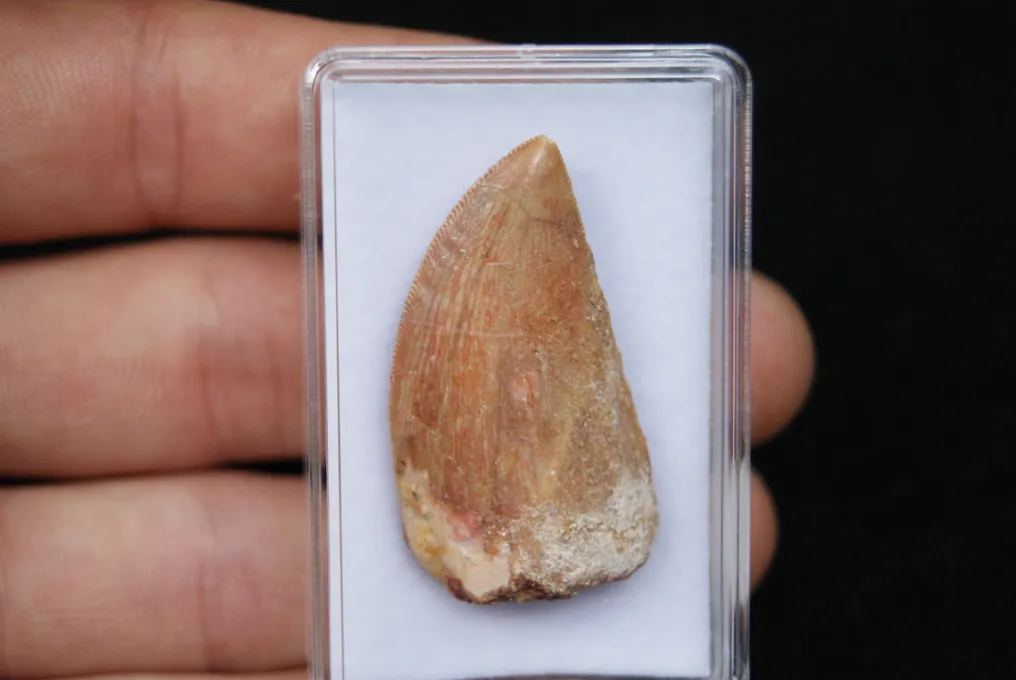 Dinosaur - Fossil tooth - Carcharodontosaurus saharicus #4.3