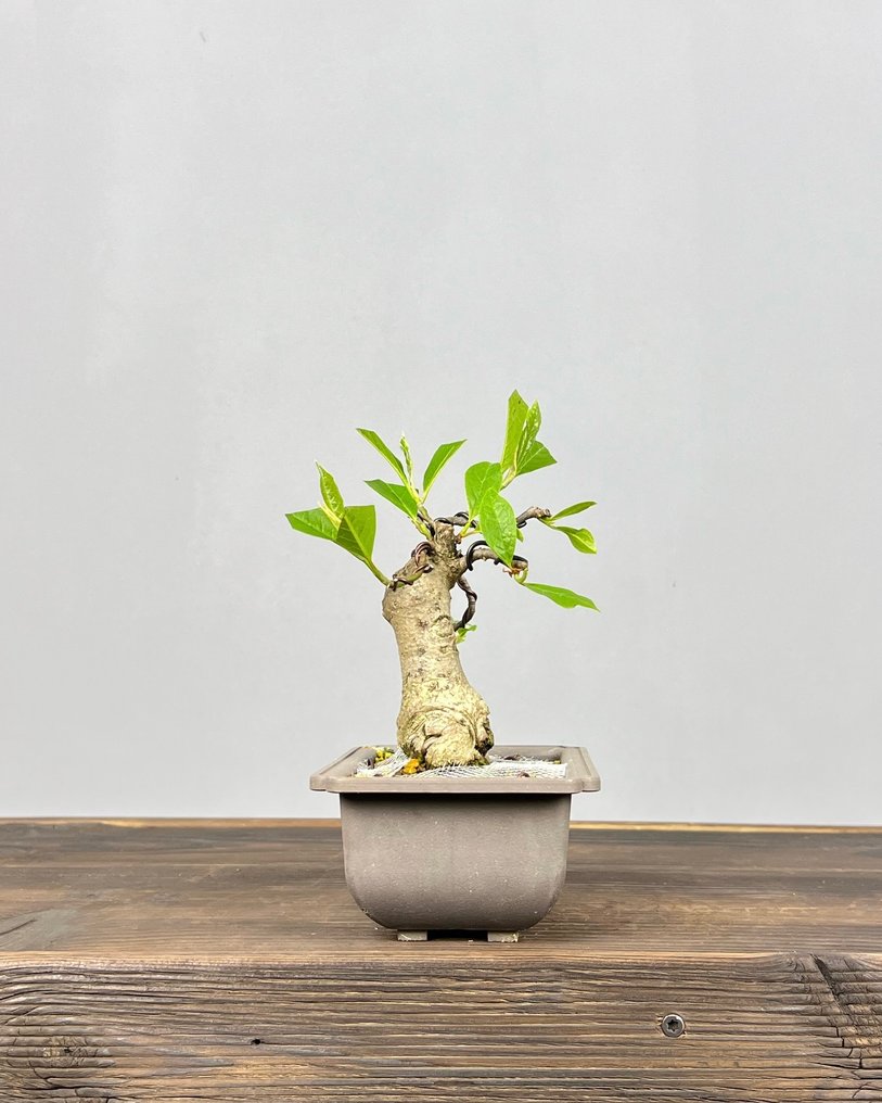 Magnolia stellata bonsai - Altura (árbol): 18 cm - Profundidad (árbol): 13 cm - Japón #3.2