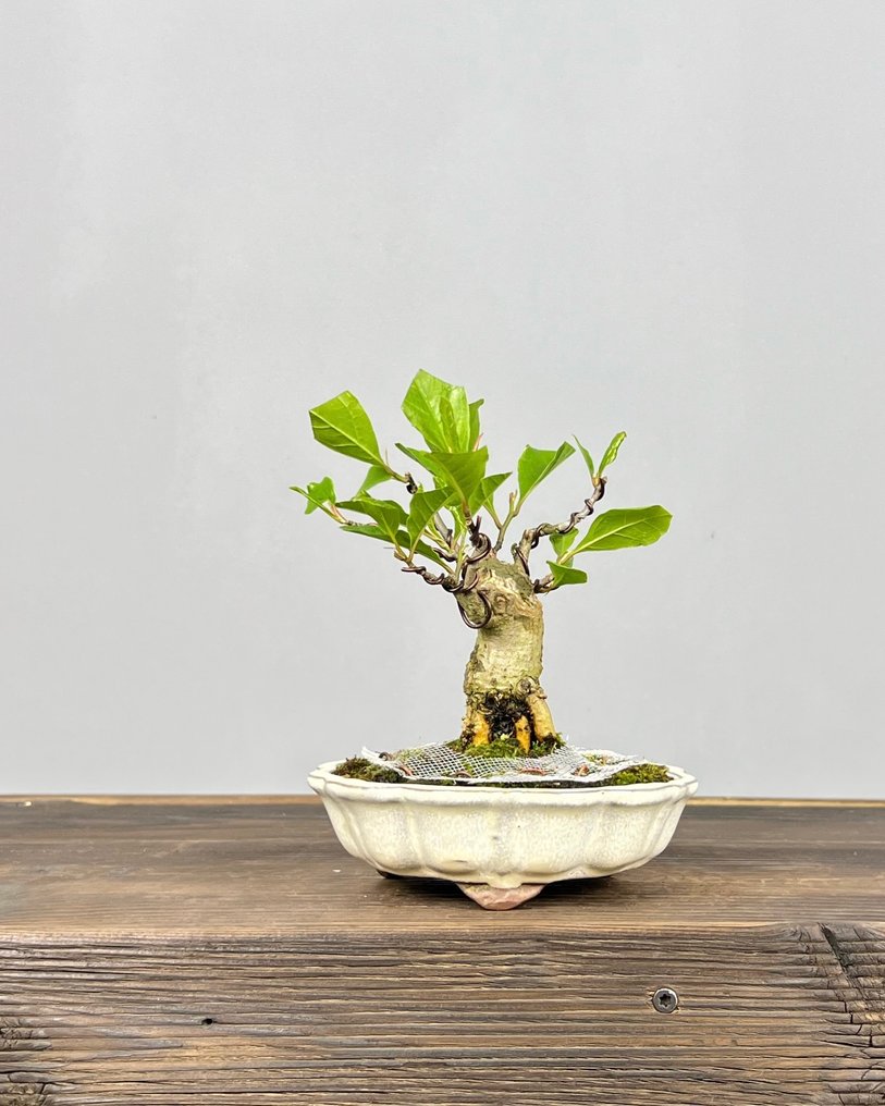 Magnolia stellata bonsai - Altura (árbol): 17 cm - Profundidad (árbol): 13 cm - Japón #1.0