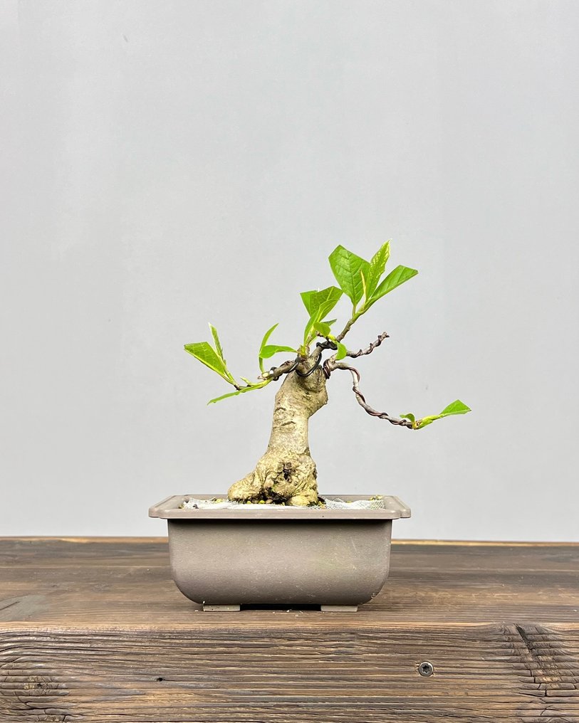 Magnolia stellata bonsai - Altura (árbol): 18 cm - Profundidad (árbol): 13 cm - Japón #1.0