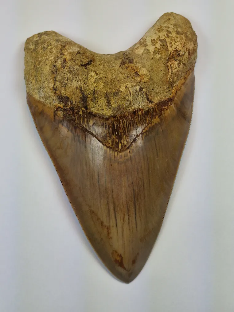 Megalodon - Fossil tooth - Otodus (Carcharocles) megalodon - 14.7 cm #3.2