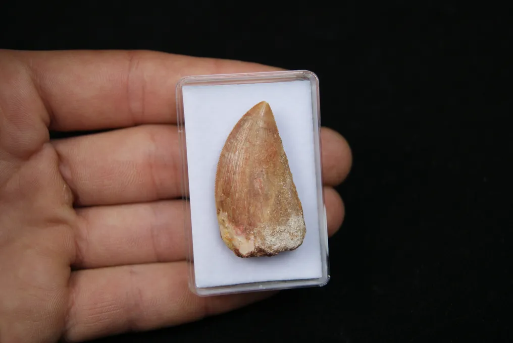 Dinosaur - Fossil tooth - Carcharodontosaurus saharicus #1.0