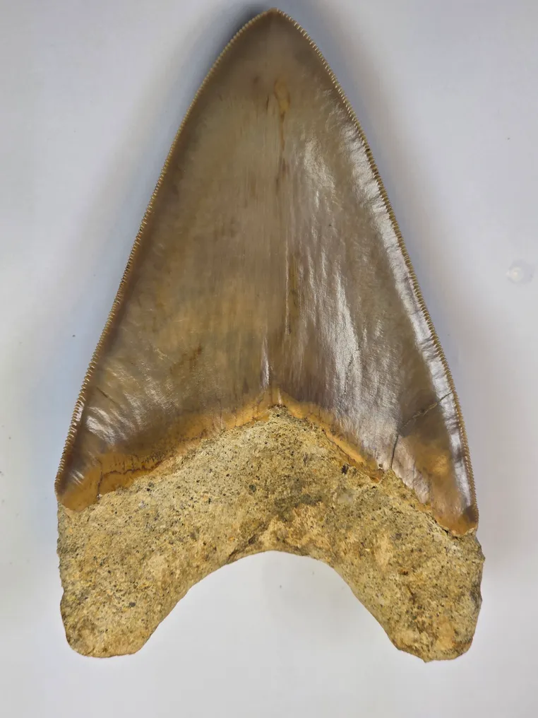 Megalodon - Fossil tooth - Otodus (Carcharocles) megalodon - 14.7 cm #4.3