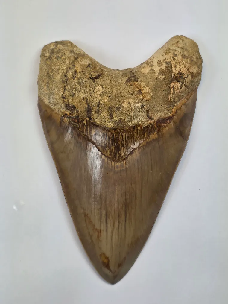 Megalodon - Fossil tooth - Otodus (Carcharocles) megalodon - 14.7 cm #2.1