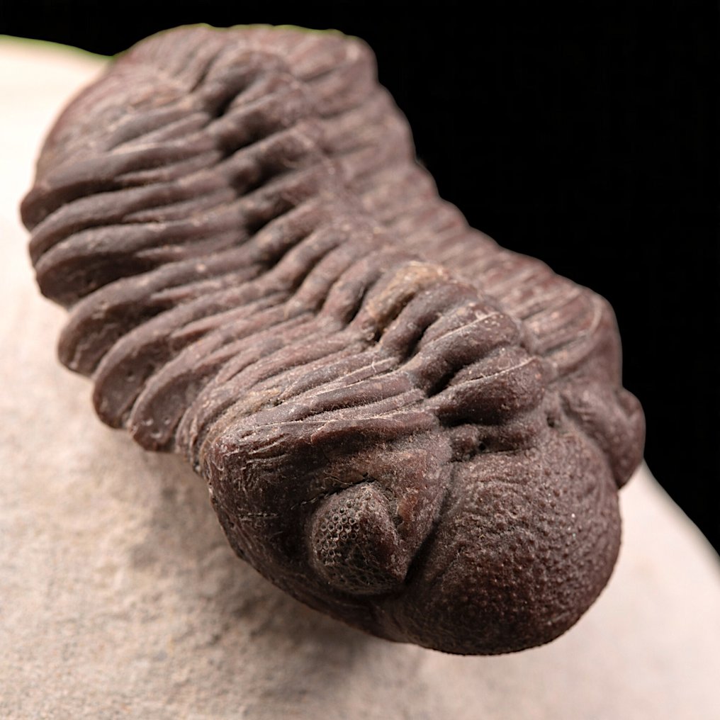 三叶虫保存完好的标本——泥盆纪，摩洛哥 甲壳 - Rare Barrandeops Granulops – Red Trilobite. - 79 mm - 76 mm - 44 mm #1.0