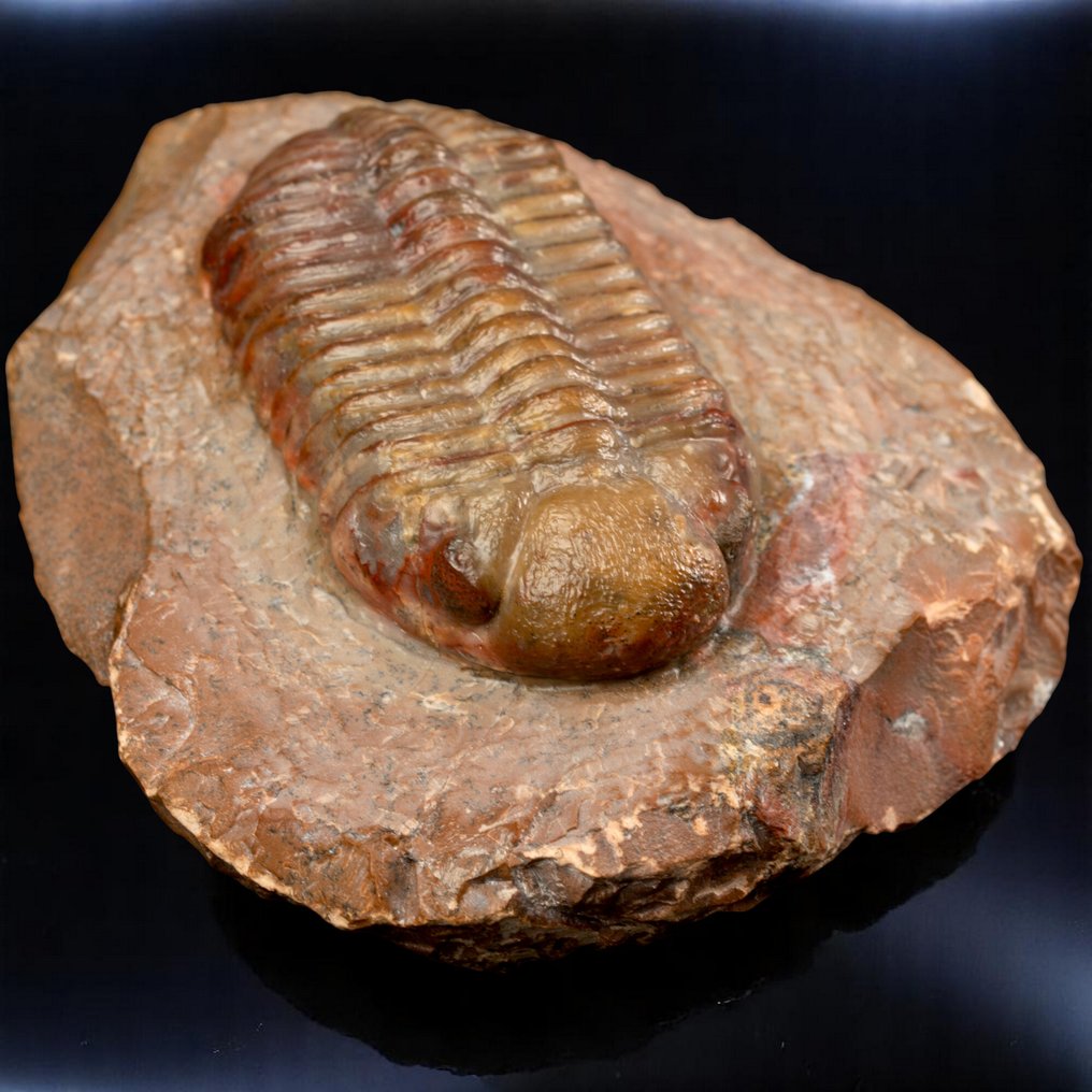 Trilobites: Witnesses of the Dawn of Life Fossil Trilobite Austerops sp. – Middle Devonian, Morocco - Altezza: 93 mm - Larghezza: 79 mm- 334 g #1.0