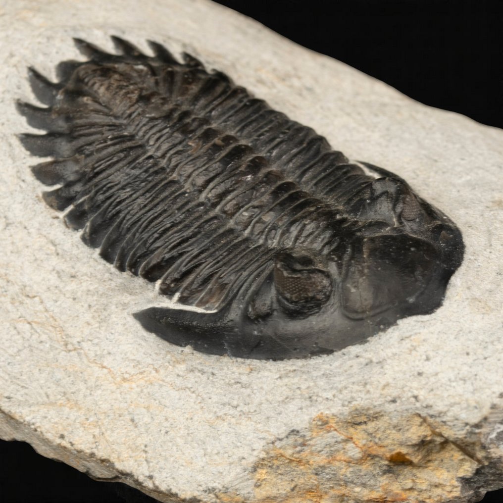Trilobitter: Vitner til livets morgen Fossil Trilobitt Hollardops Mesocristata – Midt Devonian, Marokko. - Høyde: 102 mm - Bredde: 68 mm- 265 g #1.0