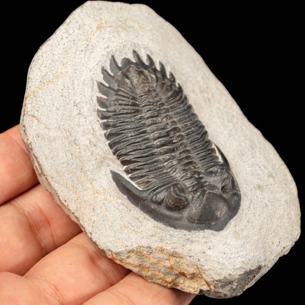 Trilobitter: Vitner til livets morgen Fossil Trilobitt Hollardops Mesocristata – Midt Devonian, Marokko. - Høyde: 102 mm - Bredde: 68 mm- 265 g #1.0