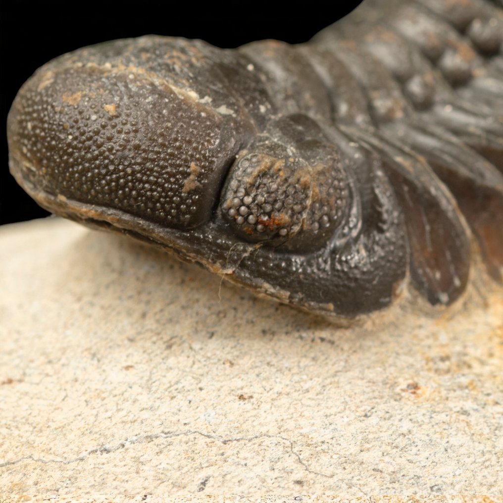 Vittnen till livets gryning Trilobiten Gerastos Granulosus – Devonfossil - Höjd: 80 mm - Bredd: 70 mm- 178 g #4.3