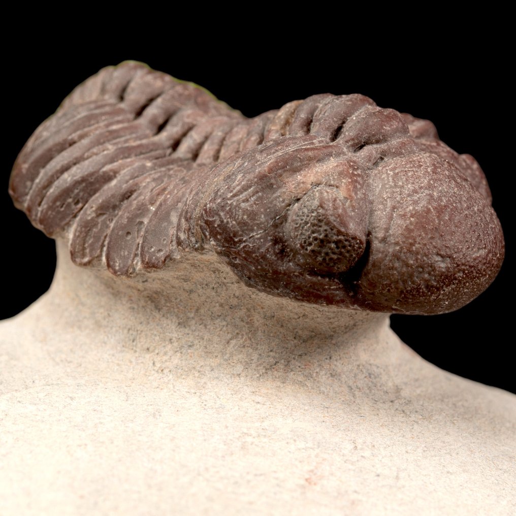 三叶虫保存完好的标本——泥盆纪，摩洛哥 甲壳 - Rare Barrandeops Granulops – Red Trilobite. - 79 mm - 76 mm - 44 mm #3.2