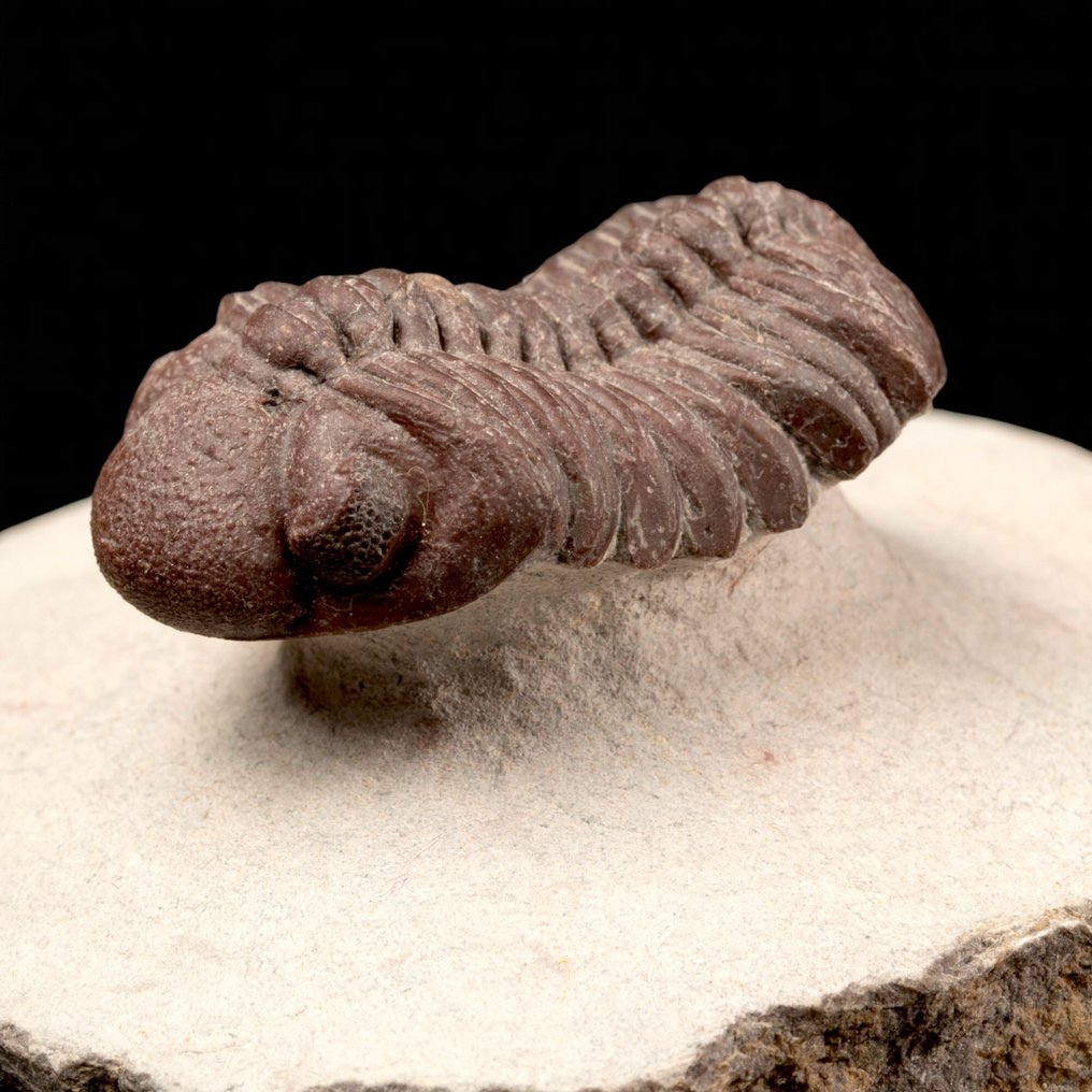 三叶虫保存完好的标本——泥盆纪，摩洛哥 甲壳 - Rare Barrandeops Granulops – Red Trilobite. - 79 mm - 76 mm - 44 mm #4.3