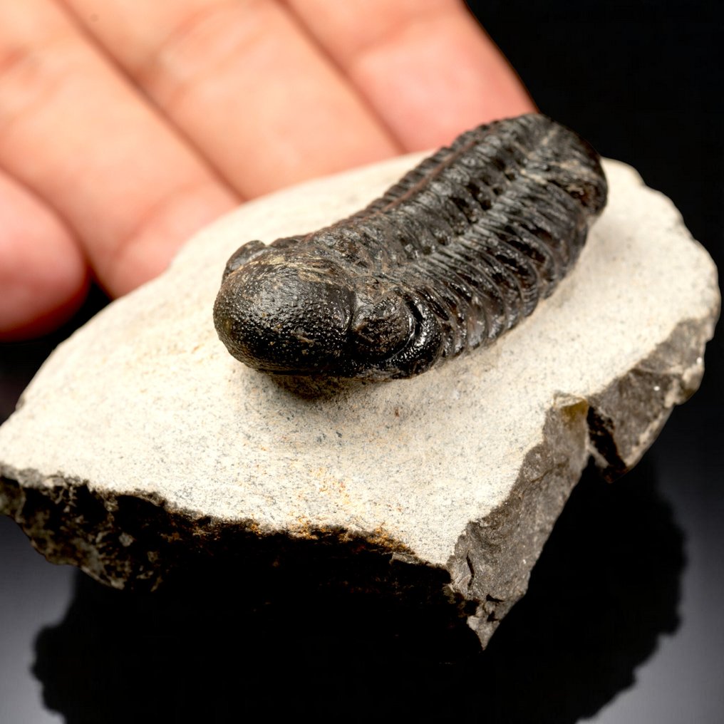 Trilobit Fossile – Devoniano, Maroko Karapaks - Phacops Rana - 79 mm - 60 mm - 40 mm #3.2