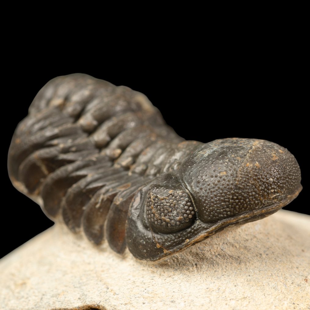 Vittnen till livets gryning Trilobiten Gerastos Granulosus – Devonfossil - Höjd: 80 mm - Bredd: 70 mm- 178 g #1.0