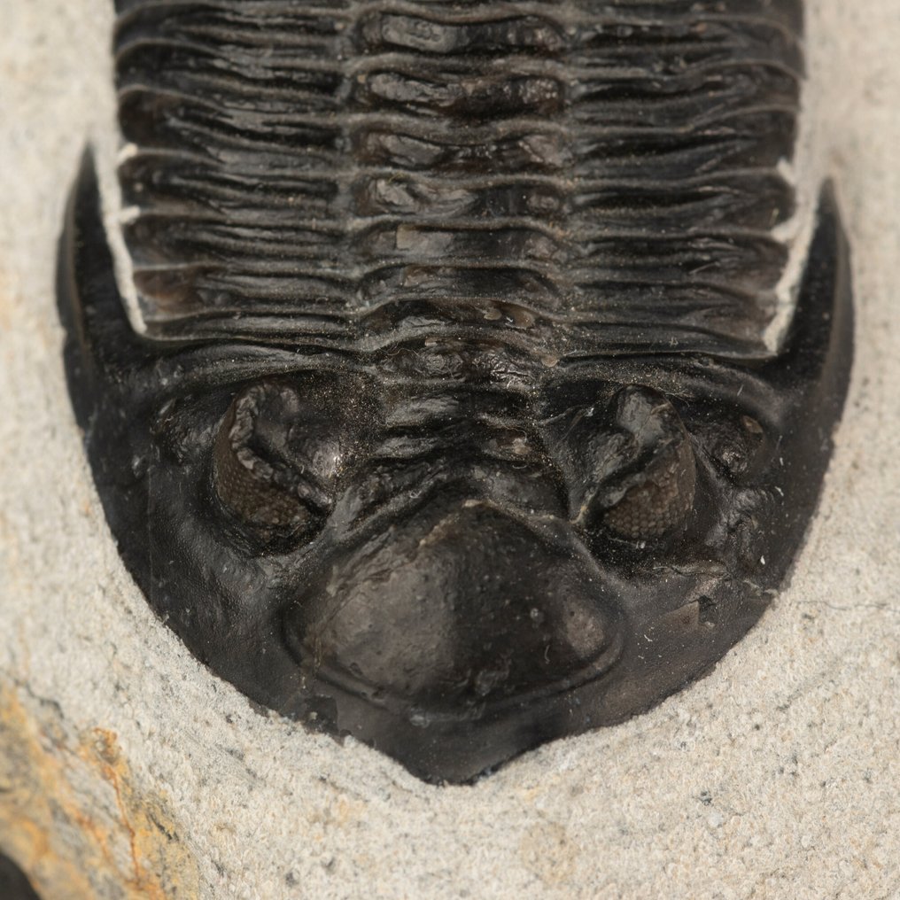 Trilobitter: Vitner til livets morgen Fossil Trilobitt Hollardops Mesocristata – Midt Devonian, Marokko. - Høyde: 102 mm - Bredde: 68 mm- 265 g #2.1