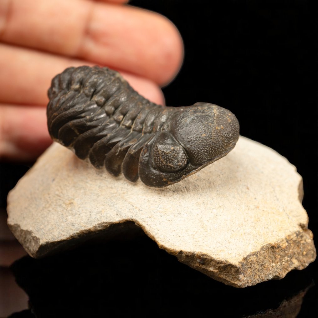 Vittnen till livets gryning Trilobiten Gerastos Granulosus – Devonfossil - Höjd: 80 mm - Bredd: 70 mm- 178 g #2.1