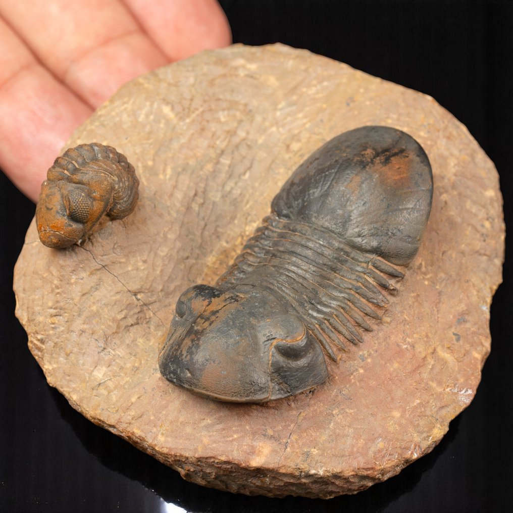 2 Trilobites på en enkelt original matrix Rygskjold - Trilobites Paralejurus sp. and Reedops sp. - 85 mm - 81 mm - 39 mm #1.0