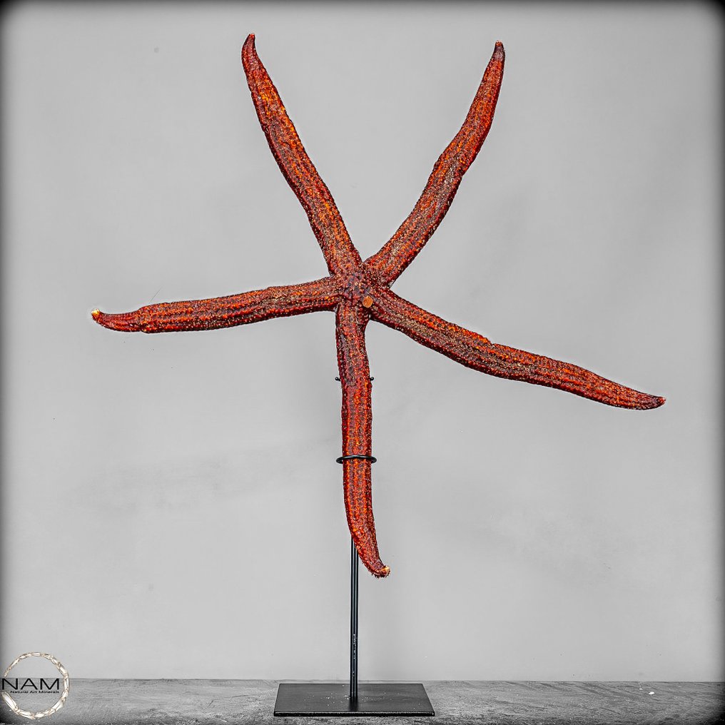 Rare Natural Echinaster Starfish on Stand- 369.09 g #3.2