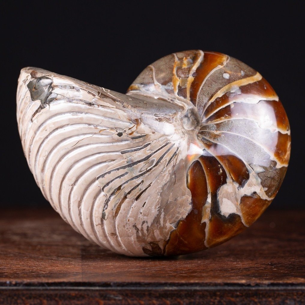 Απολίθωμα Ναυτίλου - Cymatoceras Sp. - Οπάλωση σε Κέλυφος - Απολιθωμένα τμήματα - Perfect State of Preservation - 165 mm - 120 mm #4.3