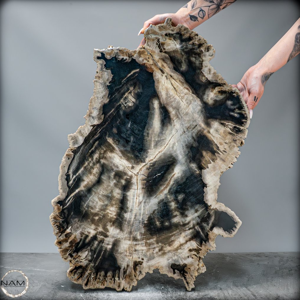 来自美国犹他州的天然化石化木头木片 最高质量的- 15317.96 g #4.3