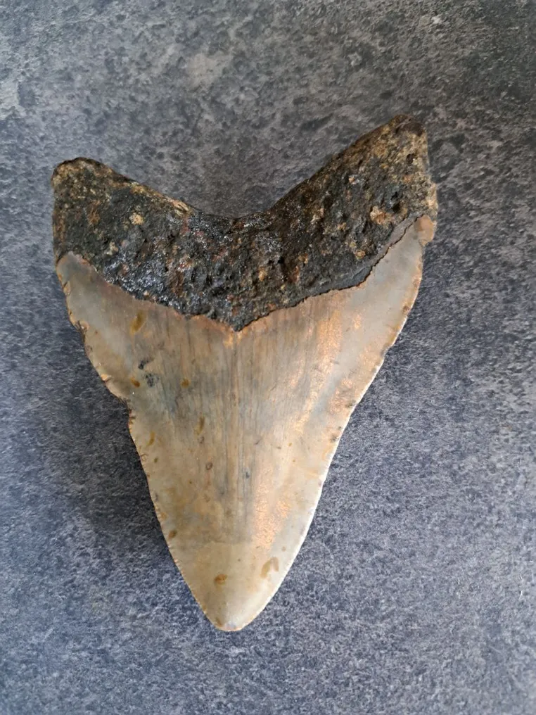 Megalodon - Fossil tooth - Otodus (Carcharocles) megalodon - 11 cm - 8 cm #2.2
