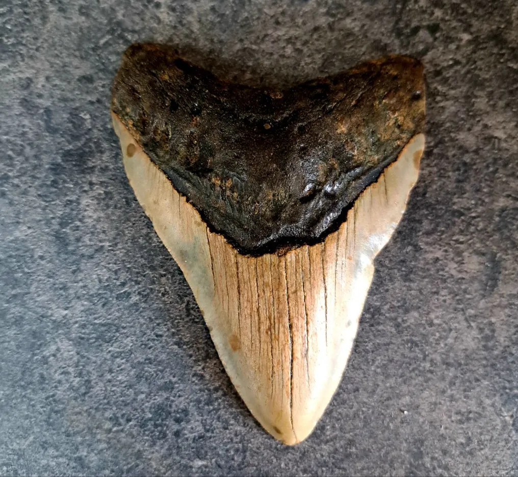 Megalodon - Fossil tooth - Otodus (Carcharocles) megalodon - 11 cm - 8 cm #1.1