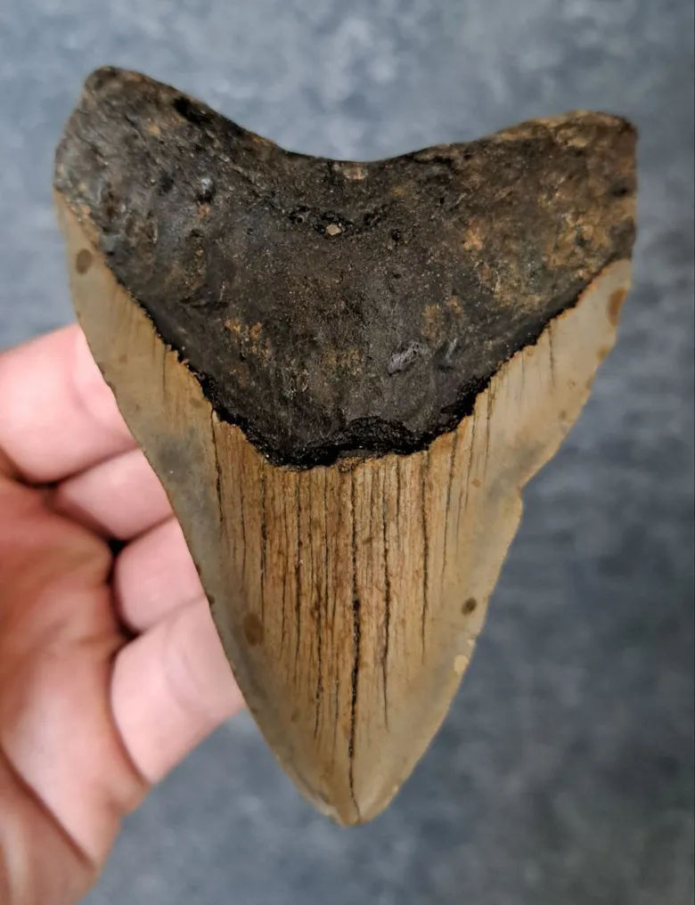 Megalodon - Fossil tooth - Otodus (Carcharocles) megalodon - 11 cm - 8 cm #2.1
