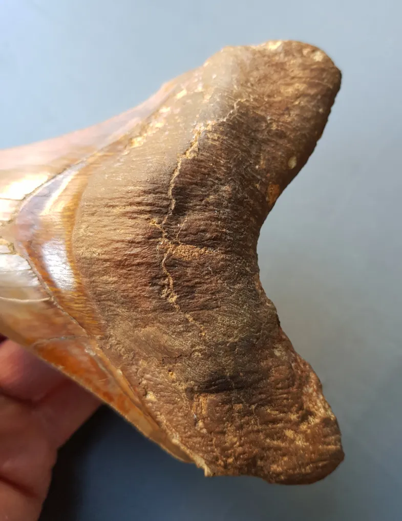 Megalodon - Fossil tooth - 152 mm #4.3