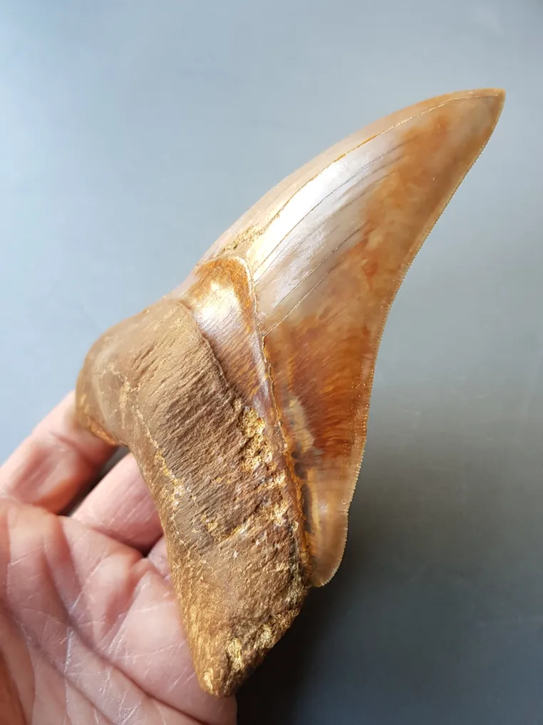 Megalodon - Fossil tooth - 152 mm #2.1