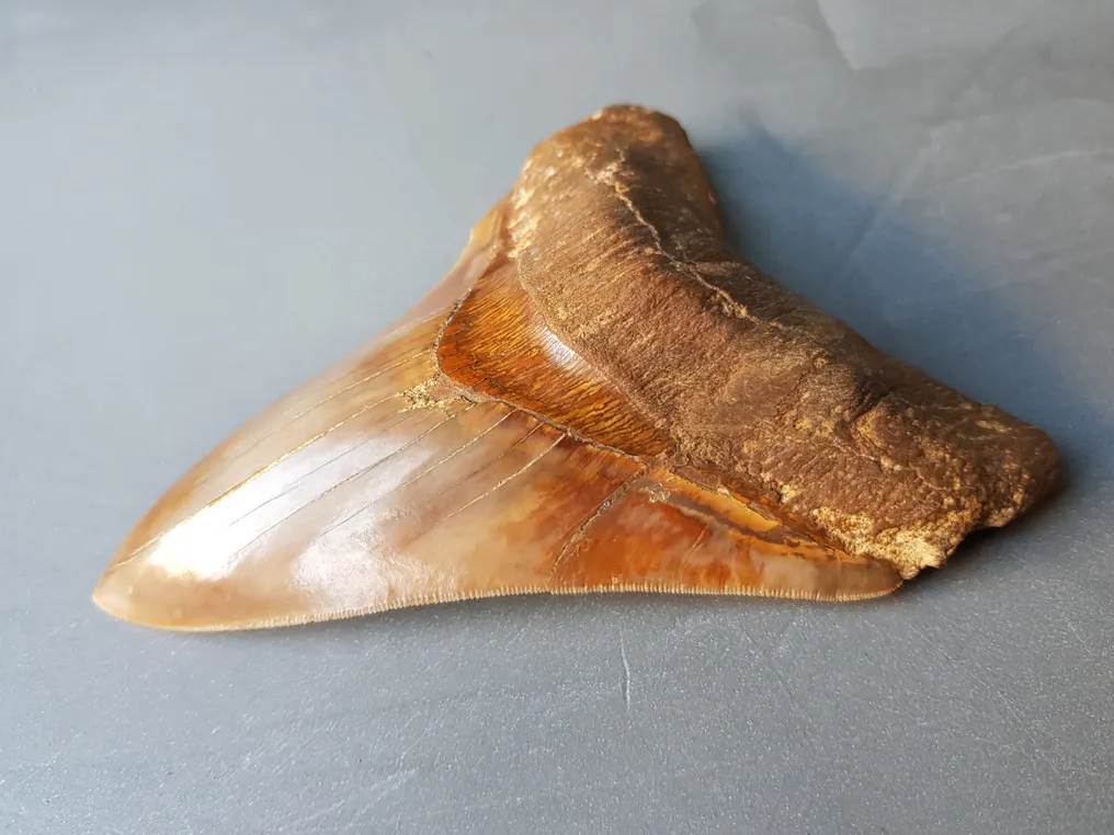 Megalodon - Fossil tooth - 152 mm #3.2