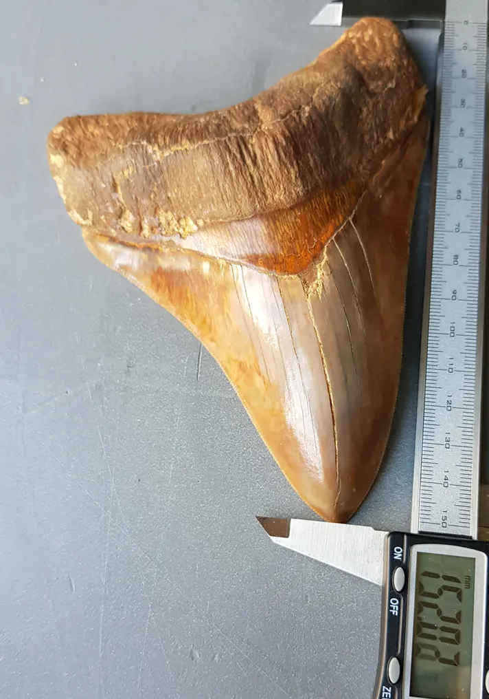 Megalodon - Fossil tooth - 152 mm #1.0
