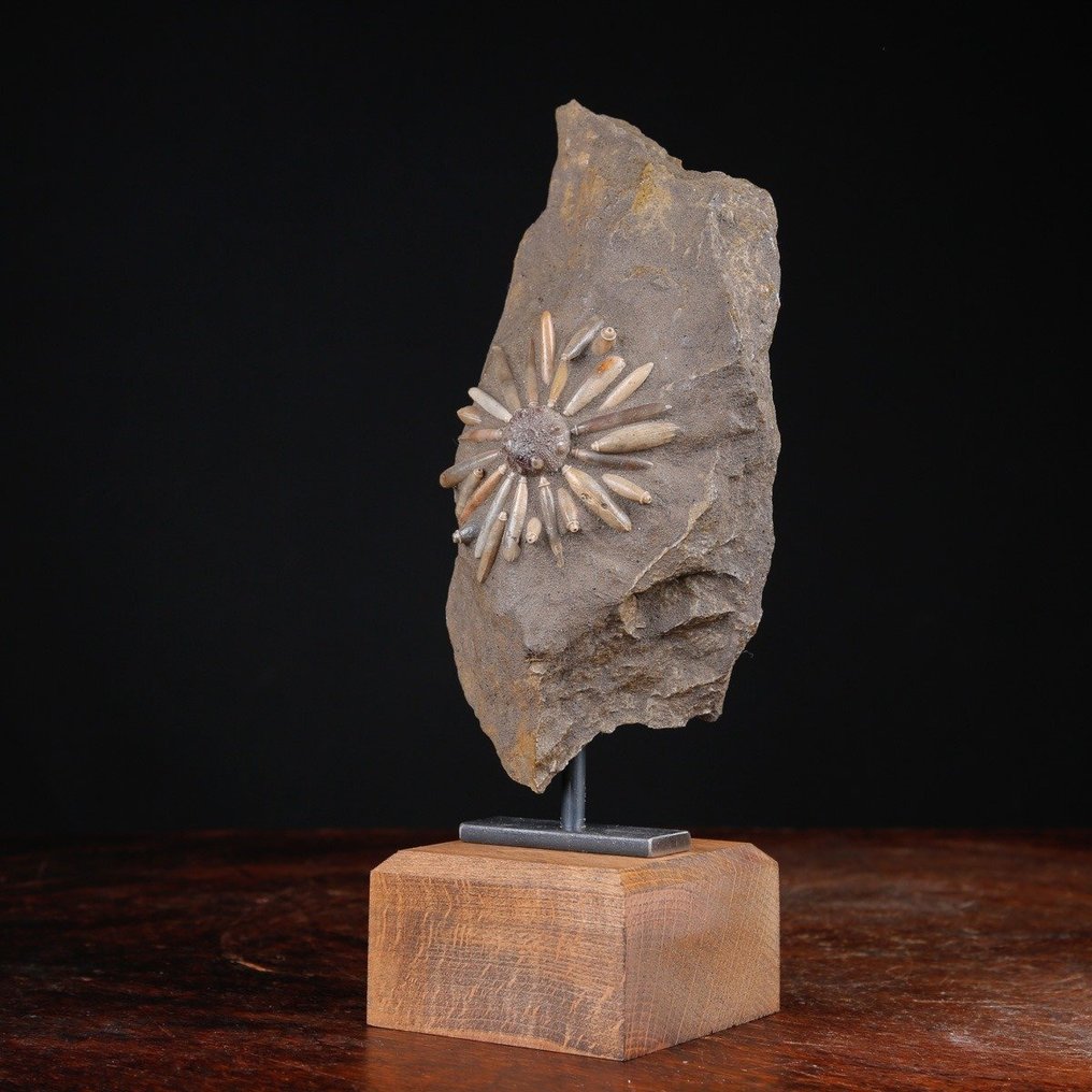Fossil Echinoid på Original Matrix - Fossil Skelet - Fossil masseuddøen plade - Asterocidaris Bistriata - Artisan Base in Wood and Wrought Iron - 253 mm - 97 mm #3.2