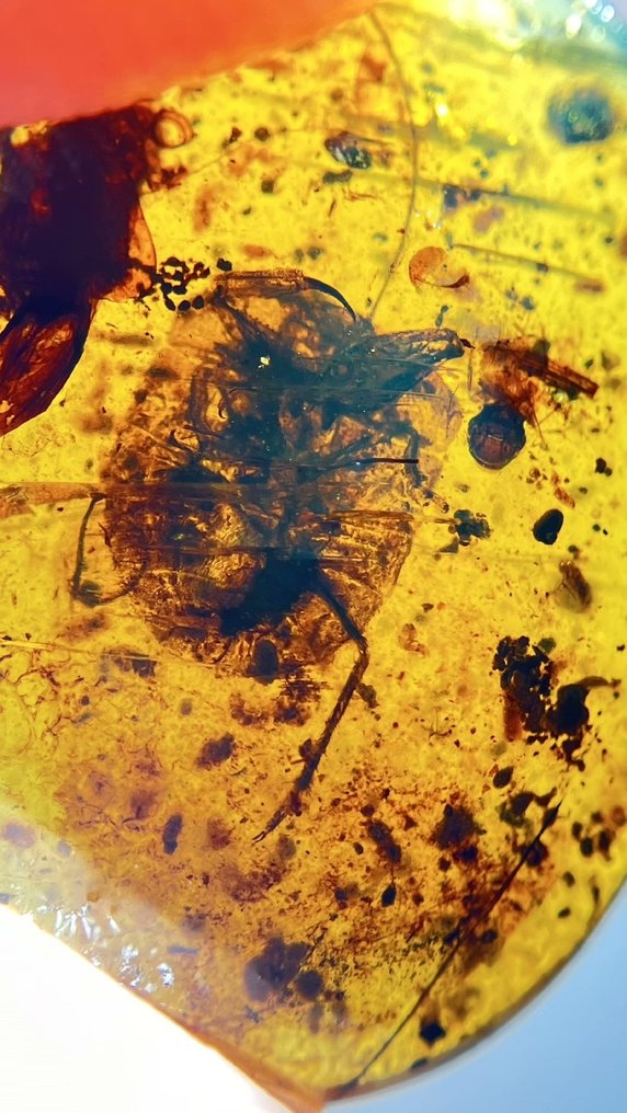 Amber - Gelastocoridae - 12 mm - 8 mm #4.3