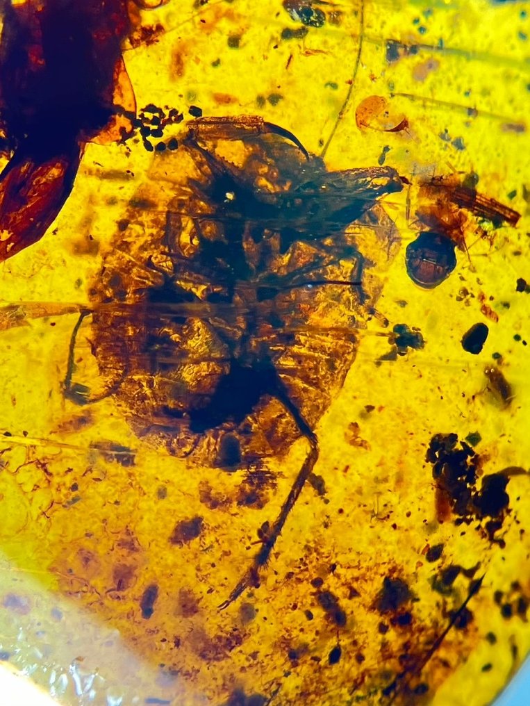 Amber - Gelastocoridae - 12 mm - 8 mm #1.0