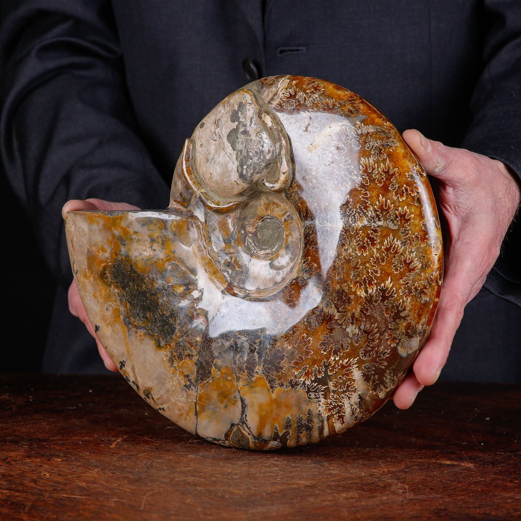 Εξαίρετο πολωνικό Cleoniceras. - Απολιθωμένο κέλυφος - Fossil Ammonite - First selection Quality !!! - 284 mm - 237 mm #2.1