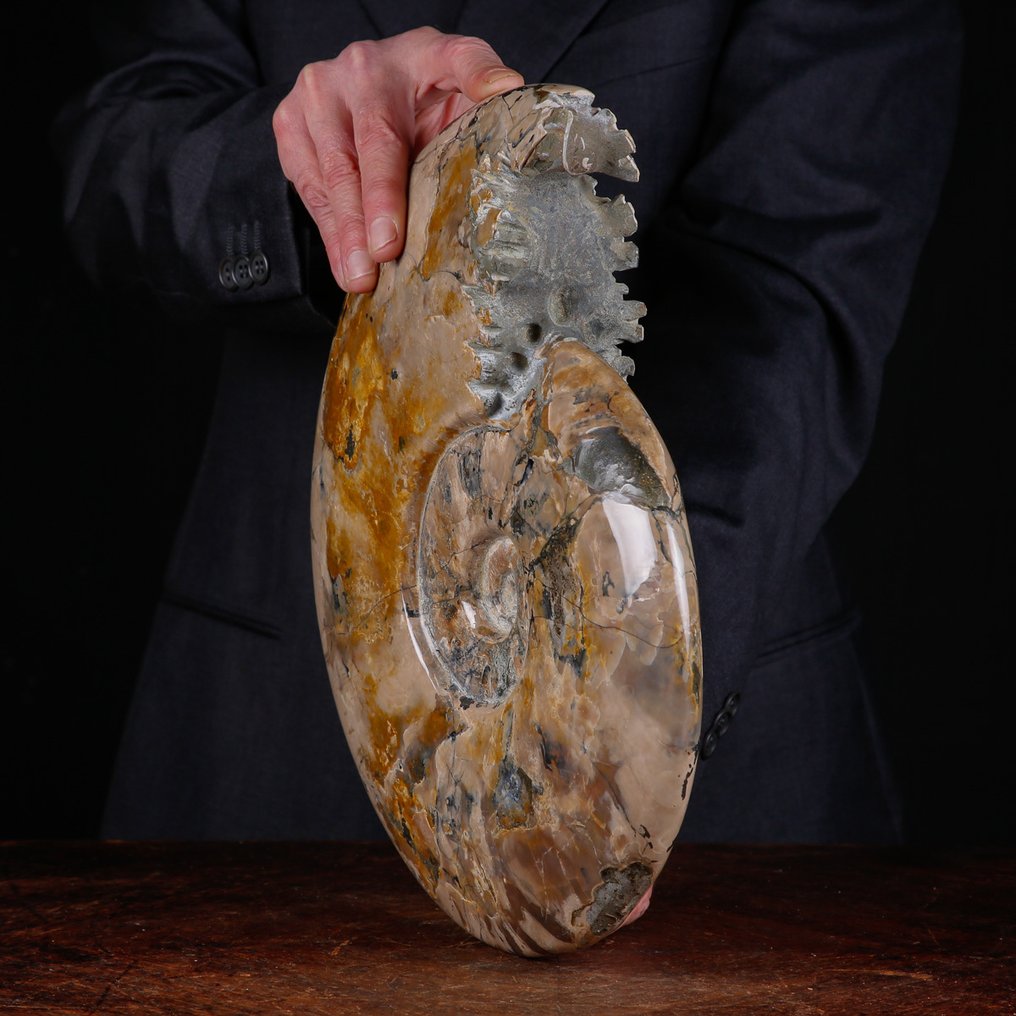 Exclusive Polish Cleoniceras - Fossilised shell - Fossil Ammonite - First selection Quality !!! - 341 mm - 275 mm #4.3