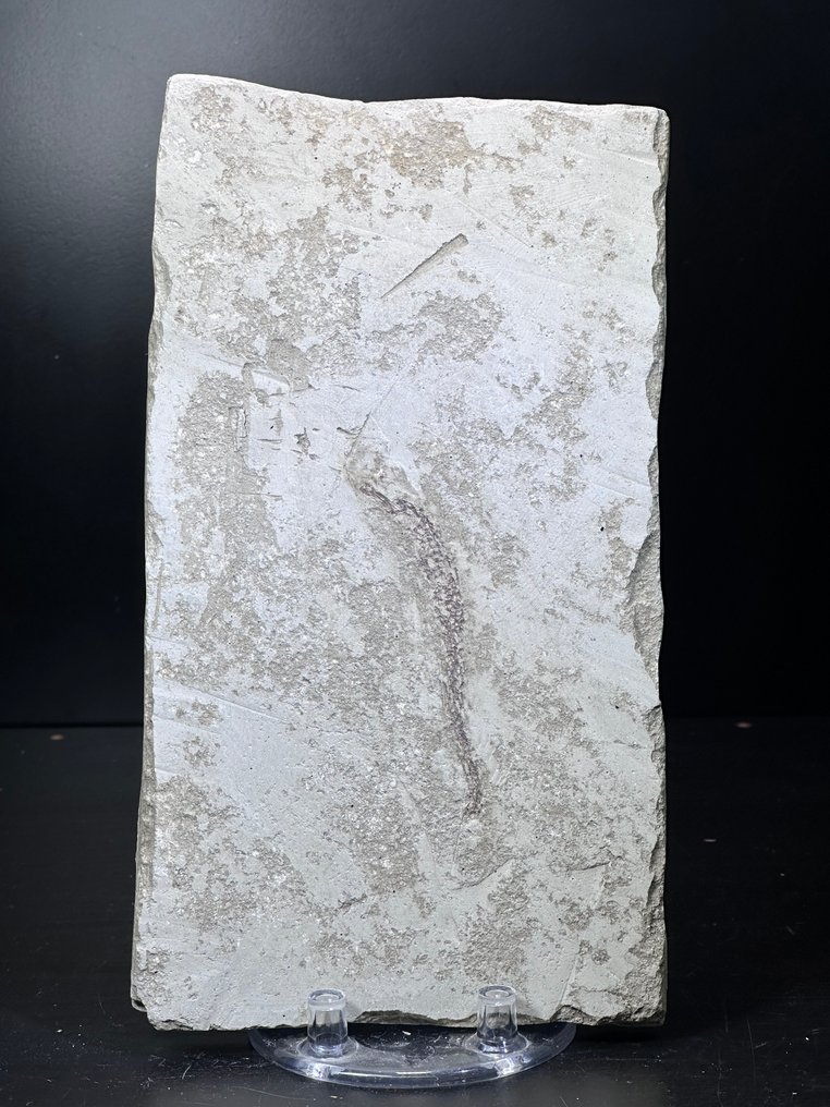 Rarest fossil seahorse - Fossil mortality plate - HIPPOCAMPUS - 207 mm - 113 mm (No Reserve Price) #1.0