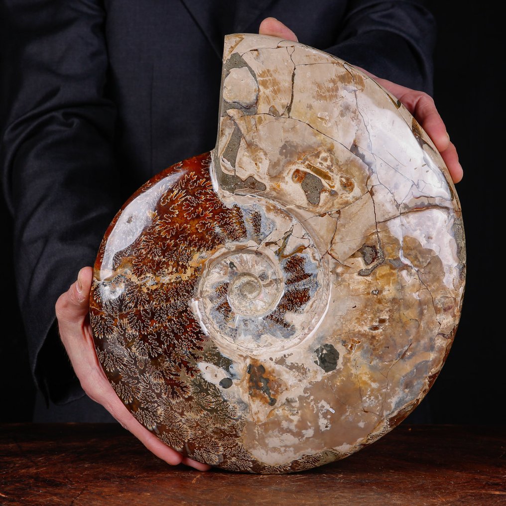 Exclusief Pools Cleoniceras - Gefossiliseerde schelp - Fossil Ammonite - First selection Quality !!! - 328 mm - 284 mm #3.2