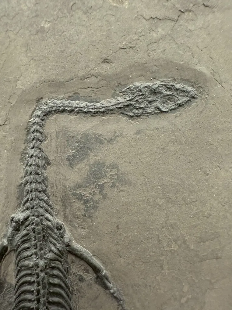 Fossil - Fossil-Matrix - Keichousaurus sp. - 25 cm - 17 cm #2.1
