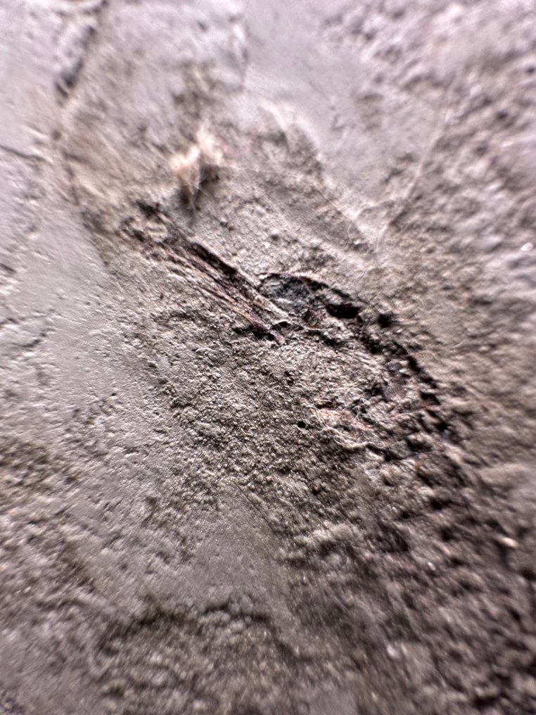 Rarest fossil seahorse - Fossil mortality plate - HIPPOCAMPUS - 207 mm - 113 mm (No Reserve Price) #2.1