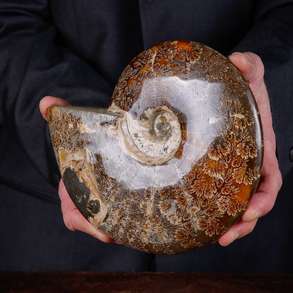 Εξαίρετο πολωνικό Cleoniceras. - Απολιθωμένο κέλυφος - Fossil Ammonite - First selection Quality !!! - 209 mm - 178 mm #1.0