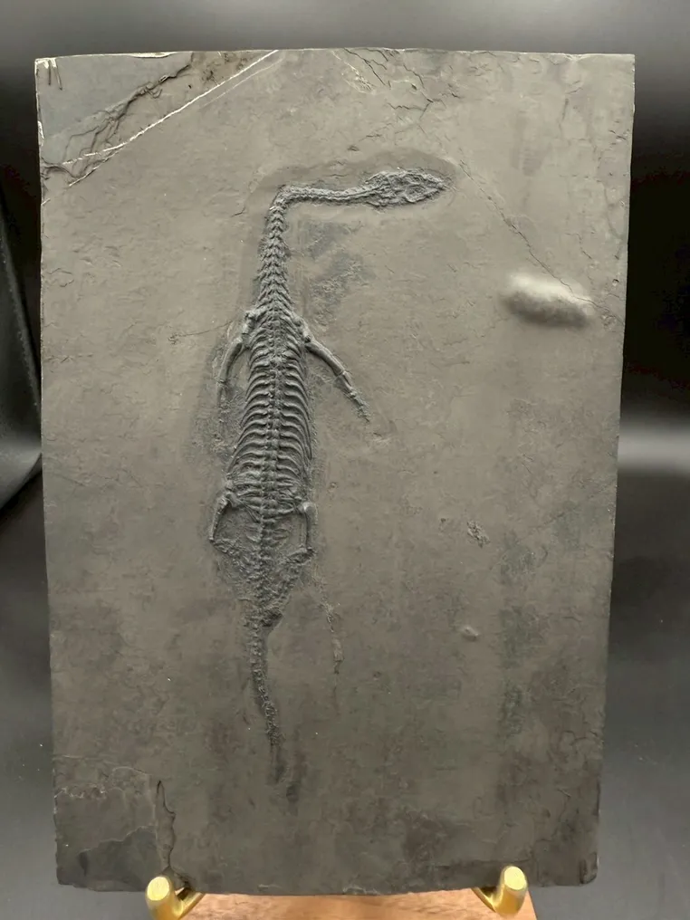 Fossil - Fossil-Matrix - Keichousaurus sp. - 25 cm - 17 cm #1.0