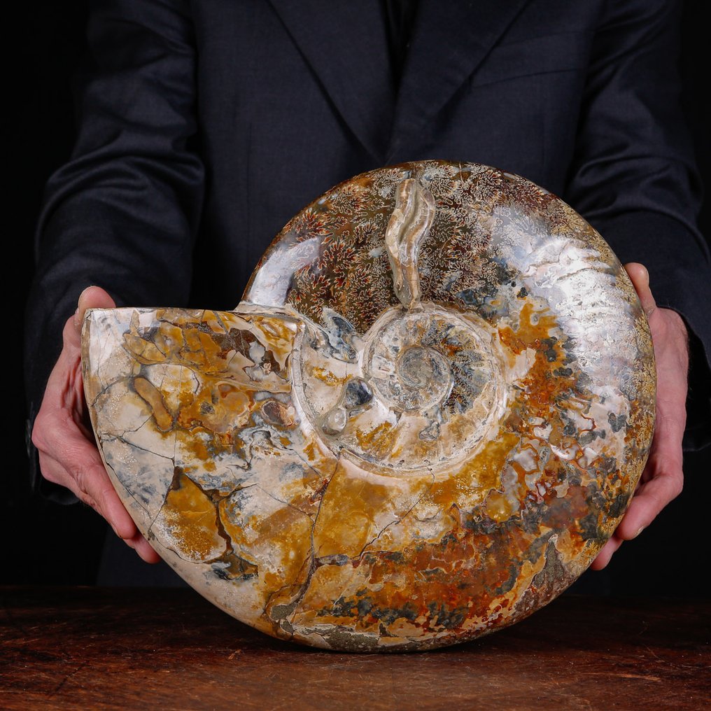 Exclusief Pools Cleoniceras - Gefossiliseerde schelp - Fossil Ammonite - First selection Quality !!! - 328 mm - 284 mm #4.3